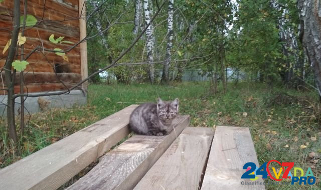 Котята ищут дом и надежного друга Novosibirsk - photo 6