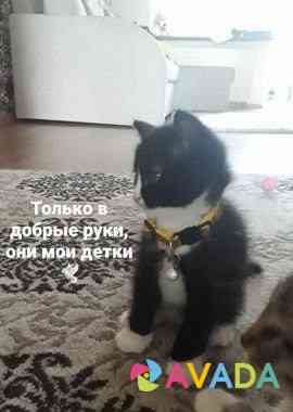Майские котята от домашней кошки Васильково