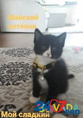 Майские котята от домашней кошки Vasil'kovo - photo 1