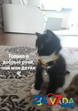 Майские котята от домашней кошки Vasil'kovo - photo 2