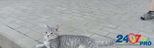 Кошка Semiluki - photo 1