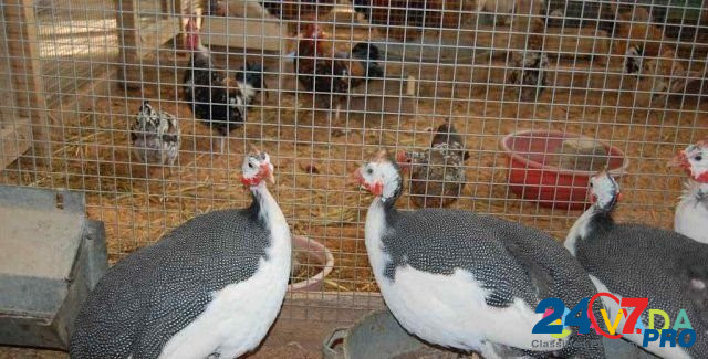 Гусята цыплята утята цесарята Latnoye - photo 4