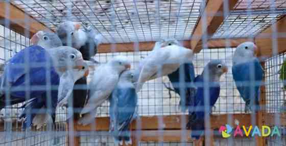 Попугаи неразлучники Pyatigorsk