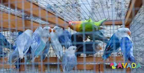 Попугаи неразлучники Pyatigorsk