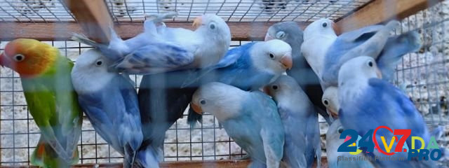 Попугаи неразлучники Pyatigorsk - photo 1