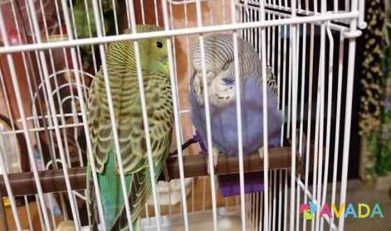 Волнистые попугаи Mirnyy