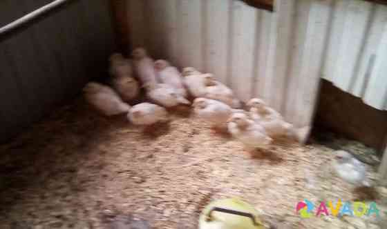 Цыплята, молодки, куры, петухи. яйцо инкубационное Solnechnogorsk