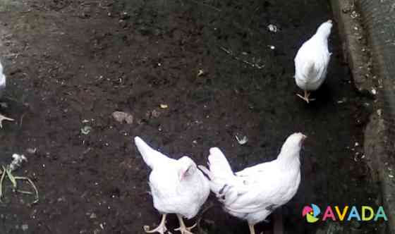 Цыплята, молодки, куры, петухи. яйцо инкубационное Solnechnogorsk