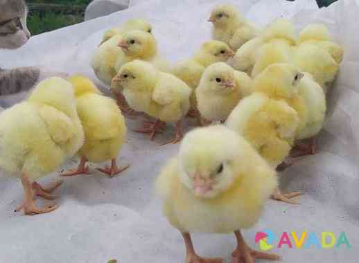 Цыплята бройлеры Коbb 500 (Чехия) Яйцо инкубацион Voronezh
