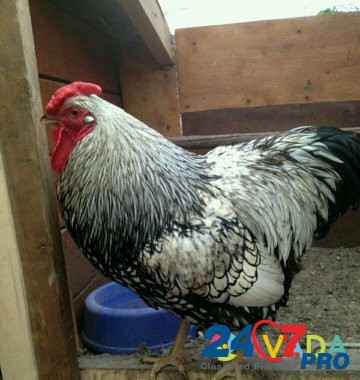 Цыплята, индоутята. Инкубационное яйцо Sergiyev Posad - photo 1