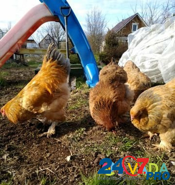 Цыплята, индоутята. Инкубационное яйцо Sergiyev Posad - photo 8