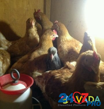 Цыплята, индоутята. Инкубационное яйцо Sergiyev Posad - photo 3