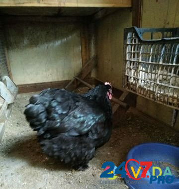 Цыплята, индоутята. Инкубационное яйцо Sergiyev Posad - photo 7