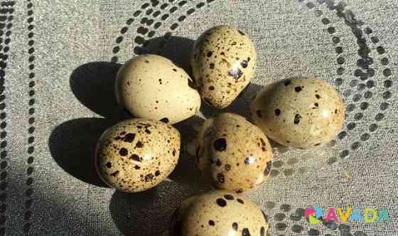 Инкубационное яйцо Техасского белого перепела Yuzhnoural'sk