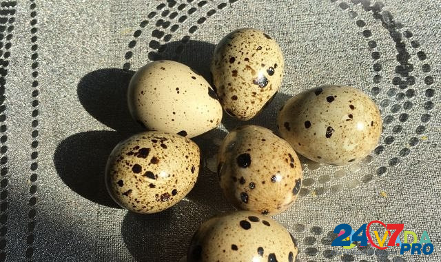 Инкубационное яйцо Техасского белого перепела Южноуральск - изображение 2