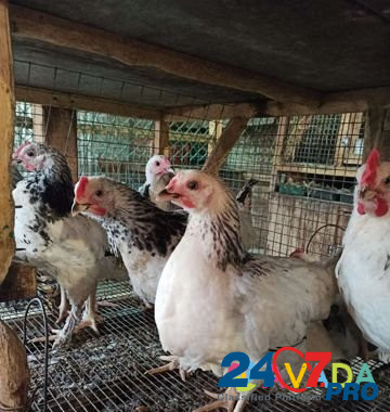 Цыплята Адлерская серебристая, несушки Тетра Kemerovo - photo 4
