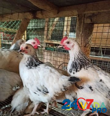 Цыплята Адлерская серебристая, несушки Тетра Kemerovo - photo 3