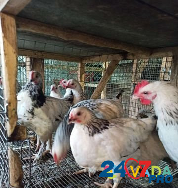 Цыплята Адлерская серебристая, несушки Тетра Kemerovo - photo 5
