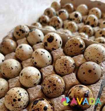 Инкубационные перепелиные яйца, бройлерный Техас Vidnoye