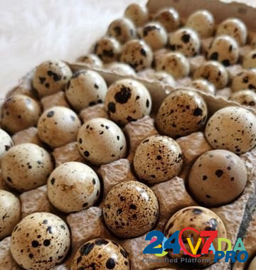 Инкубационные перепелиные яйца, бройлерный Техас Vidnoye - photo 2