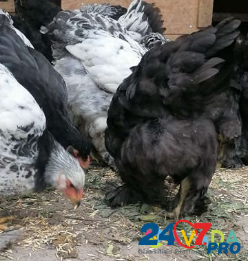 Цыплята брама Surazh - photo 2