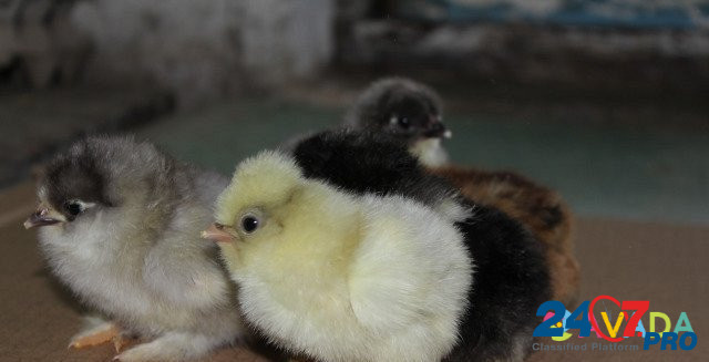 Суточнные и подрощенные цыплята Брама Mayskiy - photo 2