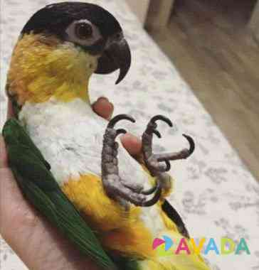 Продаю черношапочного попугая Temryuk