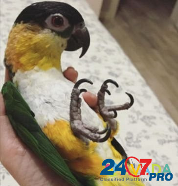 Продаю черношапочного попугая Temryuk - photo 1