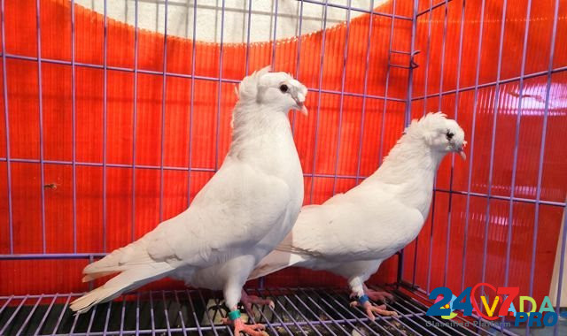 Продаются голуби Donskoye - photo 4