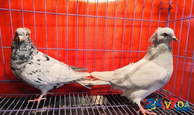 Продаются голуби Donskoye - photo 3