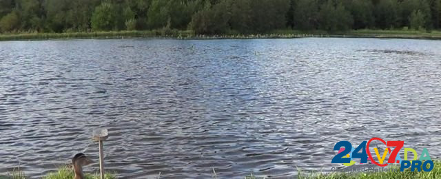 Подсадные утки. Утки для охоты Karpinsk - photo 2