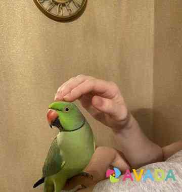 Ожереловый попугай Крамера (Индийский кольчатый по Novokuznetsk