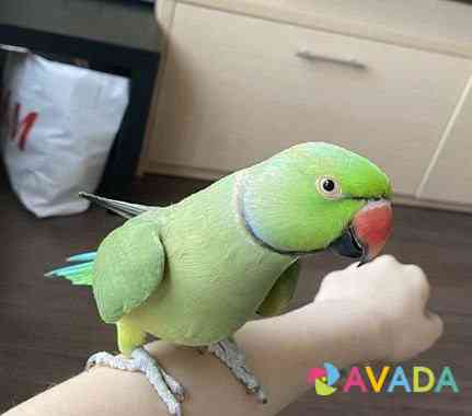 Ожереловый попугай Крамера (Индийский кольчатый по Novokuznetsk