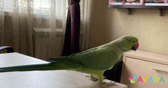 Ожереловый попугай Крамера (Индийский кольчатый по Новокузнецк