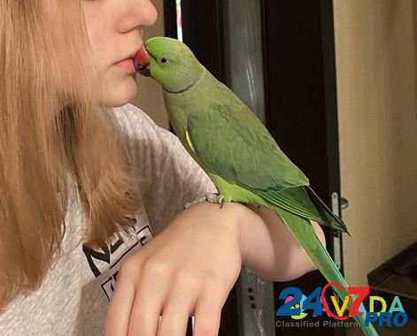 Ожереловый попугай Крамера (Индийский кольчатый по Новокузнецк - изображение 7