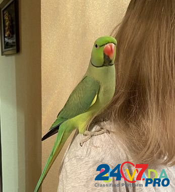 Ожереловый попугай Крамера (Индийский кольчатый по Новокузнецк - изображение 6