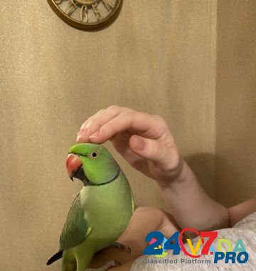 Ожереловый попугай Крамера (Индийский кольчатый по Новокузнецк - изображение 4