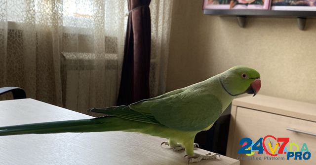 Ожереловый попугай Крамера (Индийский кольчатый по Новокузнецк - изображение 1