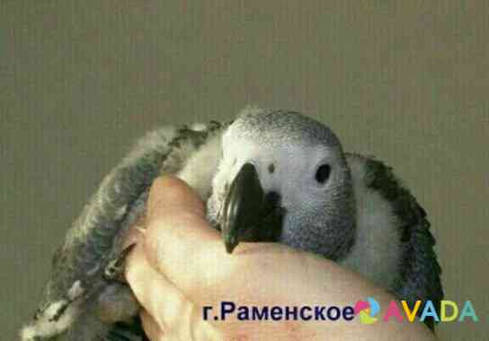 Выкормыш попугая Ramenskoye