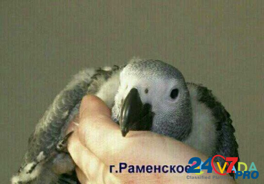 Выкормыш попугая Раменское - изображение 1