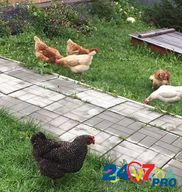 Курицы несушки Chernoistochinsk - photo 1