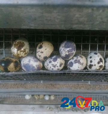 Перепела и яйцо перепелиное Белоусово - изображение 3