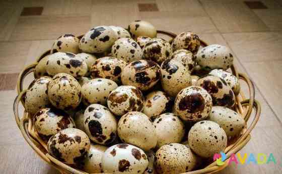 Яйца перепелиные инкубационные Krasnoyarsk