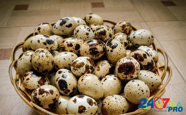 Яйца перепелиные инкубационные Krasnoyarsk - photo 1