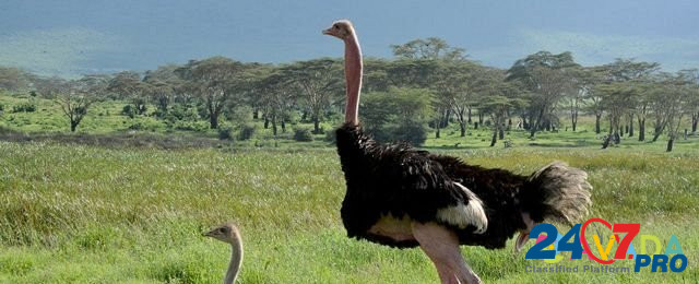 Продам страусов и яйца страуса инкубационные Бессоновка - изображение 2