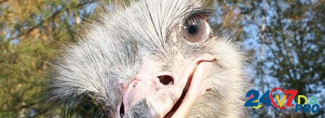 Продам страусов и яйца страуса инкубационные Бессоновка - изображение 1