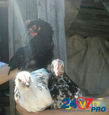 Цыплята Anapskaya - photo 2