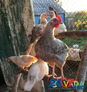 Цыплята подрощенные Kalach - photo 5