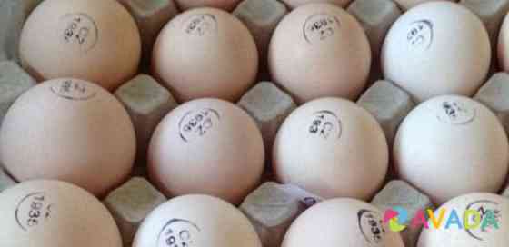 Инкубационное яйцо бройлера на 14сентября Yel'nya