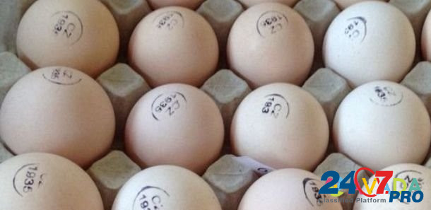 Инкубационное яйцо бройлера на 14сентября Ельня - изображение 1